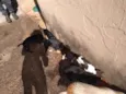 São vários animais