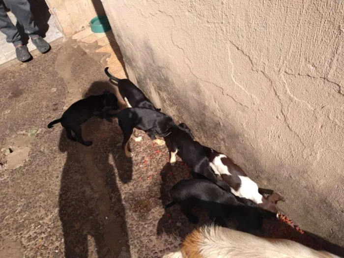 Cachorro ra a Viralata idade 2 a 6 meses nome São vários animais
