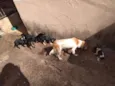 São vários animais