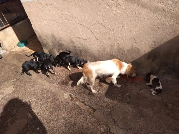 Cachorro ra a Viralata idade 2 a 6 meses nome São vários animais