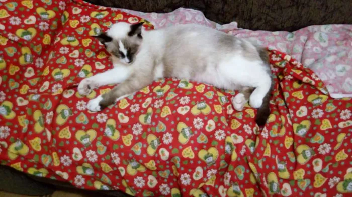 Gato ra a Mestiça siamês  idade 7 a 11 meses nome Kiki