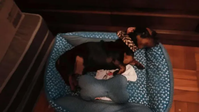 Cachorro ra a Dachsrund idade 4 anos nome Feijão