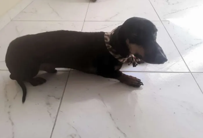 Cachorro ra a Dachsrund idade 4 anos nome Feijão