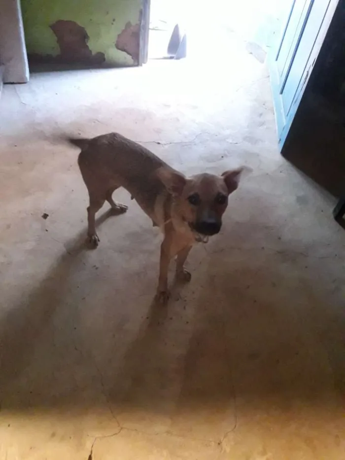 Cachorro raça Vira-lata  idade 2 anos nome Mel