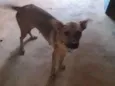Mel