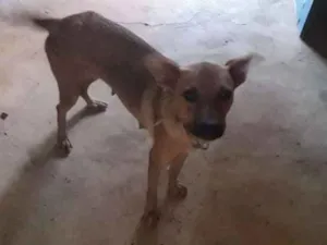 Cachorro raça Vira-lata  idade 2 anos nome Mel