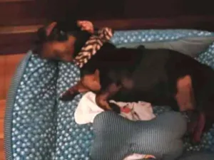 Cachorro raça Dachsrund idade 4 anos nome Feijão
