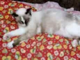 Kiki