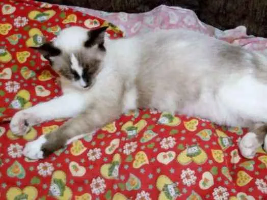 Gato ra a Mestiça siamês  idade 7 a 11 meses nome Kiki