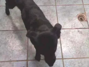 Cachorro raça Vira lata  idade 2 anos nome Pandora 