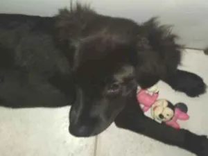 Cachorro raça Border collie idade 7 a 11 meses nome Luna