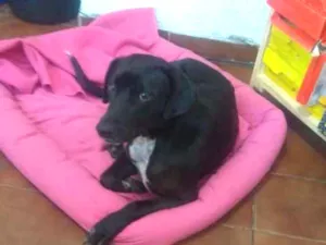 Cachorro raça Srd idade 7 a 11 meses nome Thor