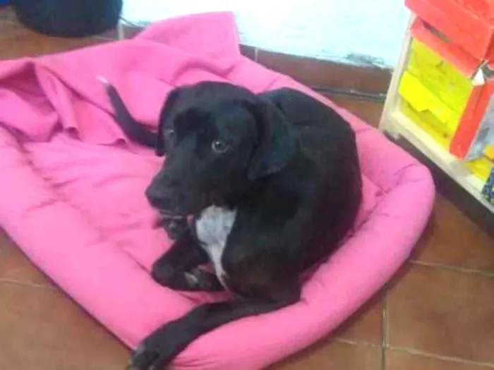 Cachorro ra a Srd idade 7 a 11 meses nome Thor