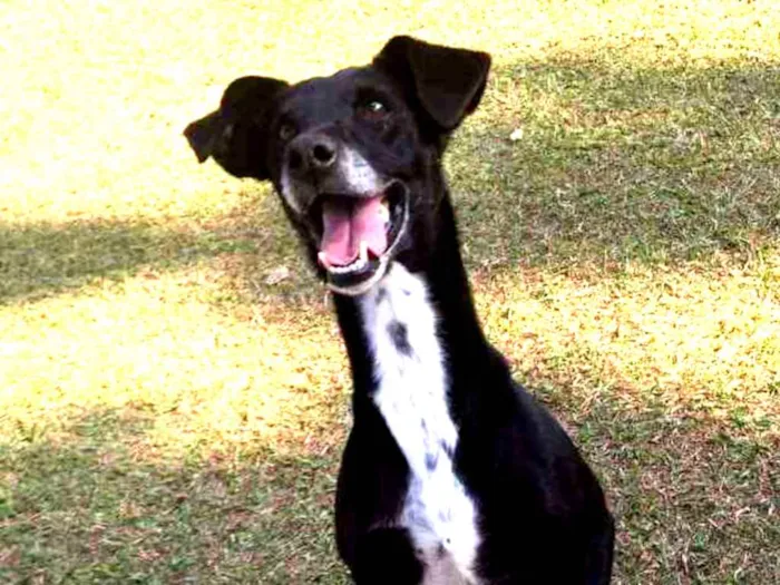 Cachorro ra a SRD idade 6 ou mais anos nome Milly