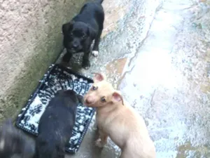 Cachorro raça vira lata idade 2 a 6 meses nome n tem nome