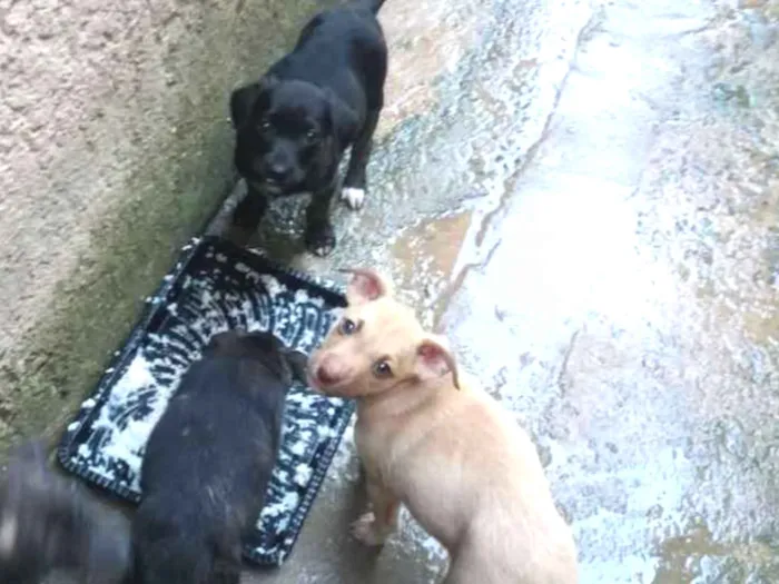 Cachorro ra a vira lata idade 2 a 6 meses nome n tem nome