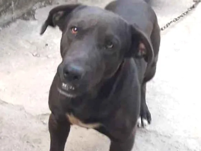 Cachorro ra a Labrador misturado idade 1 ano nome Max