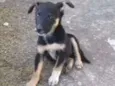 Bolinha