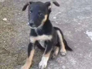 Cachorro raça Vira-lata idade 2 a 6 meses nome Bolinha