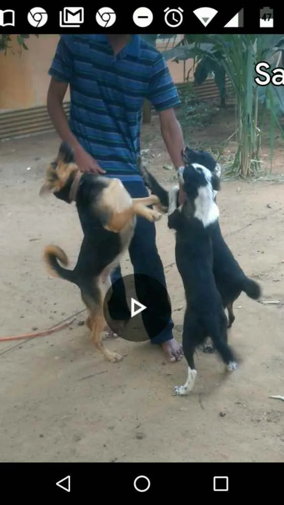 Cachorro raça Indefinida idade 2 a 6 meses nome Tuei