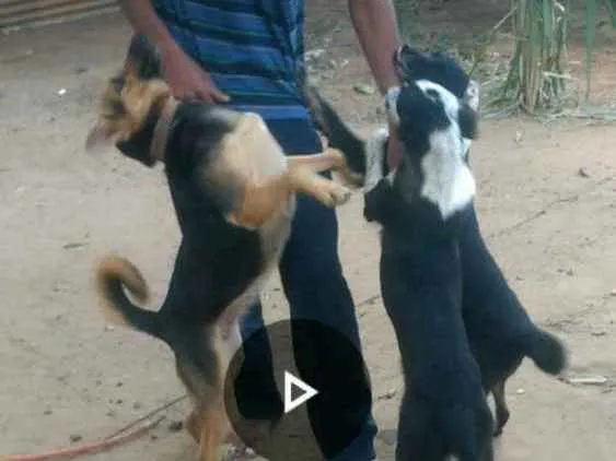 Cachorro raça Indefinida idade 2 a 6 meses nome Tuei