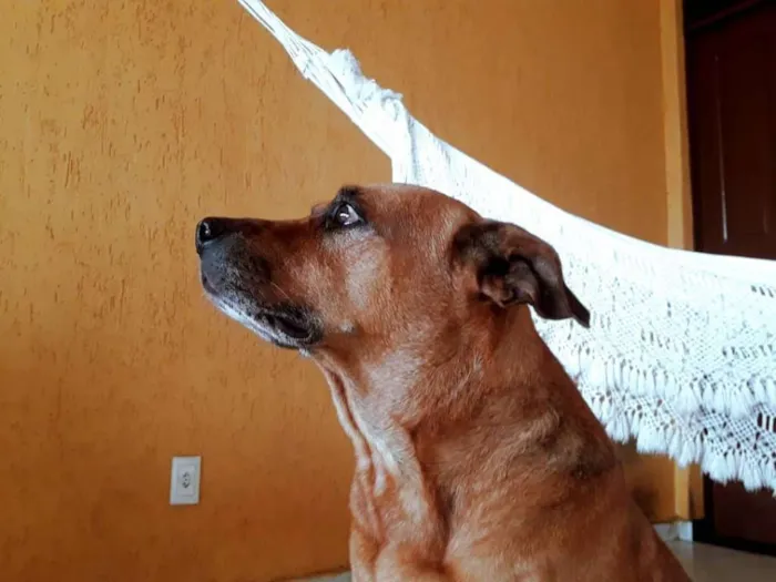 Cachorro raça Sem raça definida idade 6 ou mais anos nome Rico