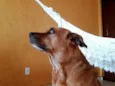 Rico