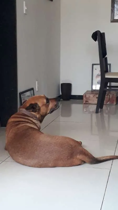 Cachorro raça Sem raça definida idade 6 ou mais anos nome Rico