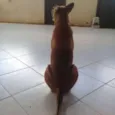 Rico