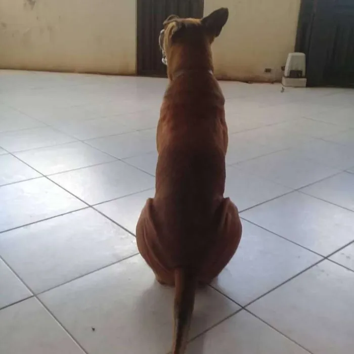 Cachorro raça Sem raça definida idade 6 ou mais anos nome Rico