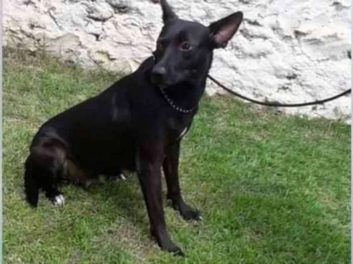 Cachorro ra a SRD idade 2 anos nome Daenerys