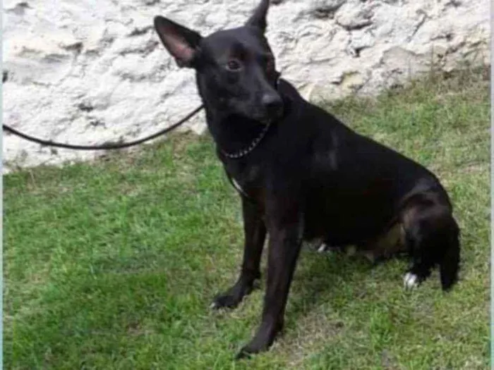 Cachorro ra a SRD idade 2 anos nome Daenerys