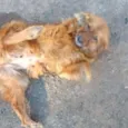 Pepita