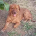 Pepita