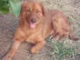 Pepita