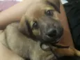 Akamaru