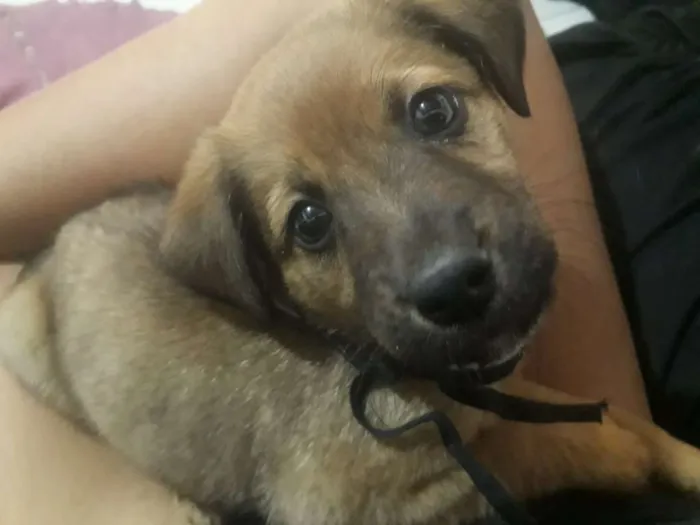 Cachorro ra a  idade 2 a 6 meses nome Akamaru
