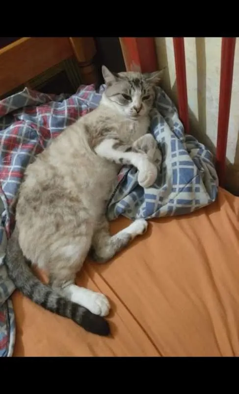 Gato ra a Siamês idade 6 ou mais anos nome Molly