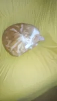 Alemão