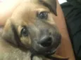 Akamaru