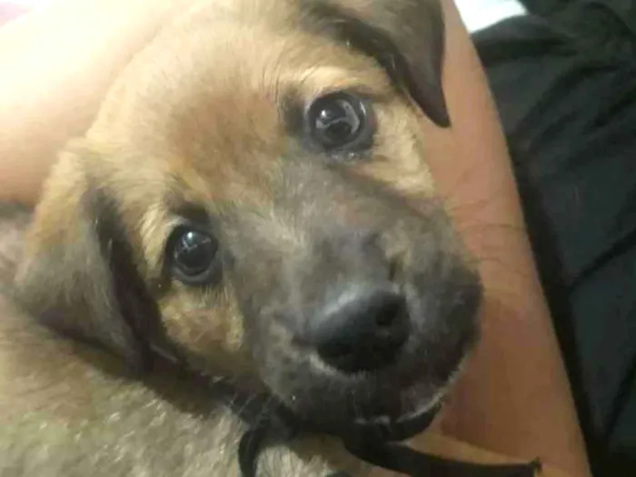 Cachorro ra a  idade 2 a 6 meses nome Akamaru