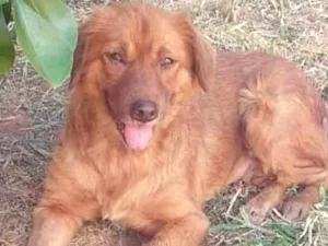 Cachorro raça SRD idade 2 anos nome Pepita