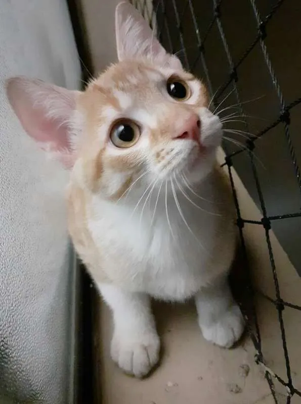 Gato ra a srd idade 2 a 6 meses nome Lion