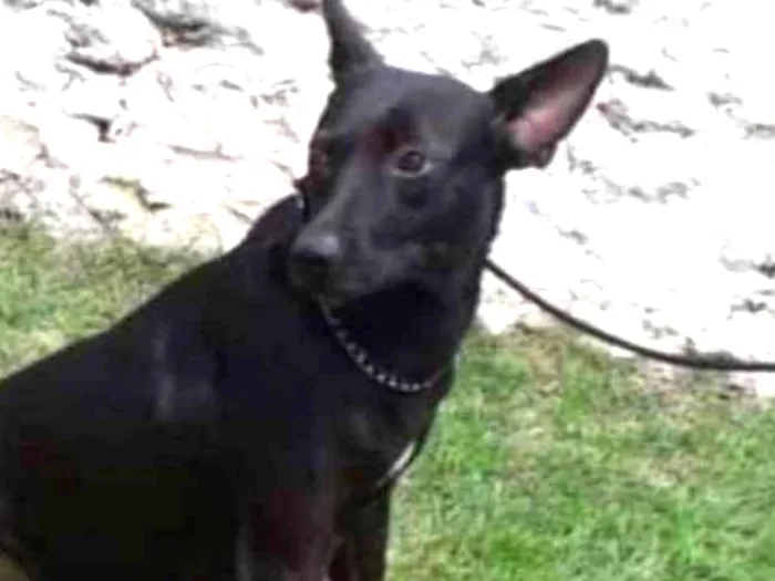 Cachorro ra a SRD idade 2 anos nome Daenerys