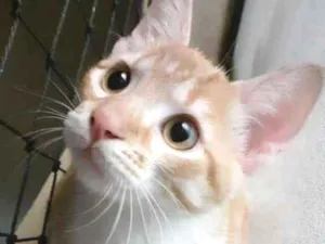 Gato raça srd idade 2 a 6 meses nome Lion