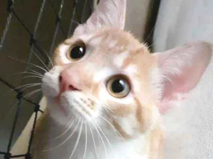 Gato ra a srd idade 2 a 6 meses nome Lion
