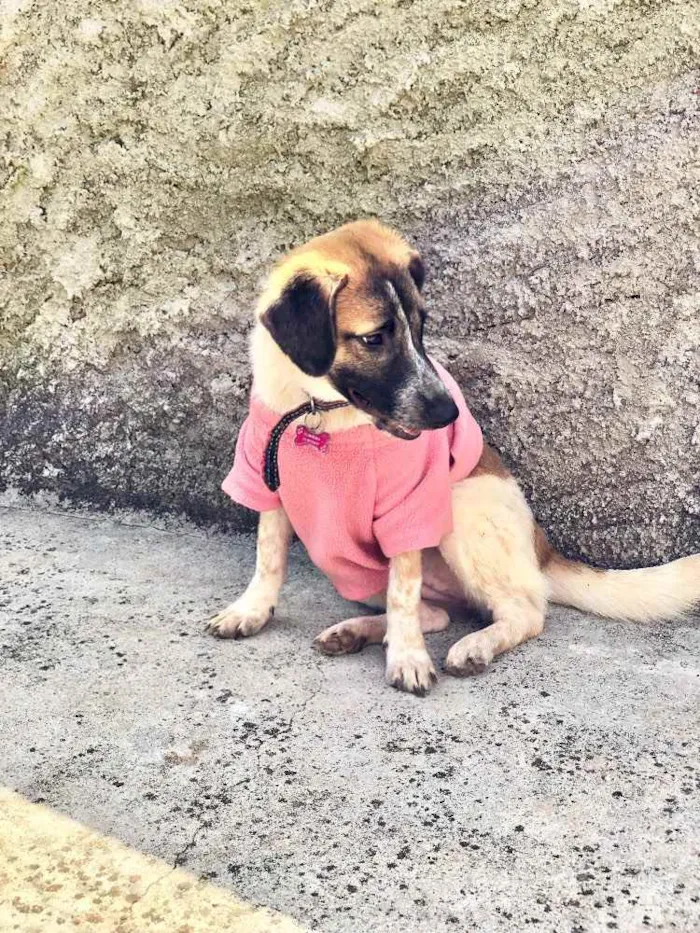 Cachorro ra a Srd idade  nome Mayumi