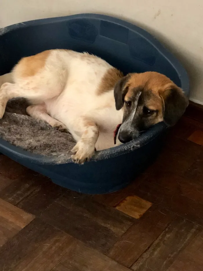 Cachorro ra a Srd idade  nome Mayumi