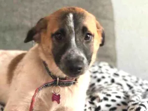 Cachorro raça Srd idade  nome Mayumi
