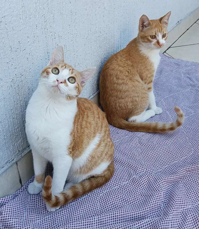 Gato ra a srd idade 2 a 6 meses nome Ricky & Daryl